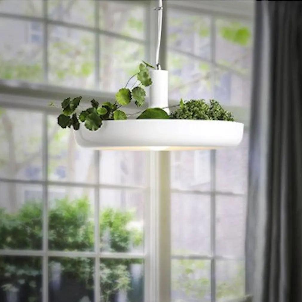 Summer Crescent Spruce - Nordic Pendant Planter Light