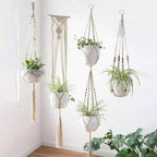 Shadow Lily - Plant Hangers