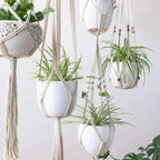 Shadow Lily - Plant Hangers